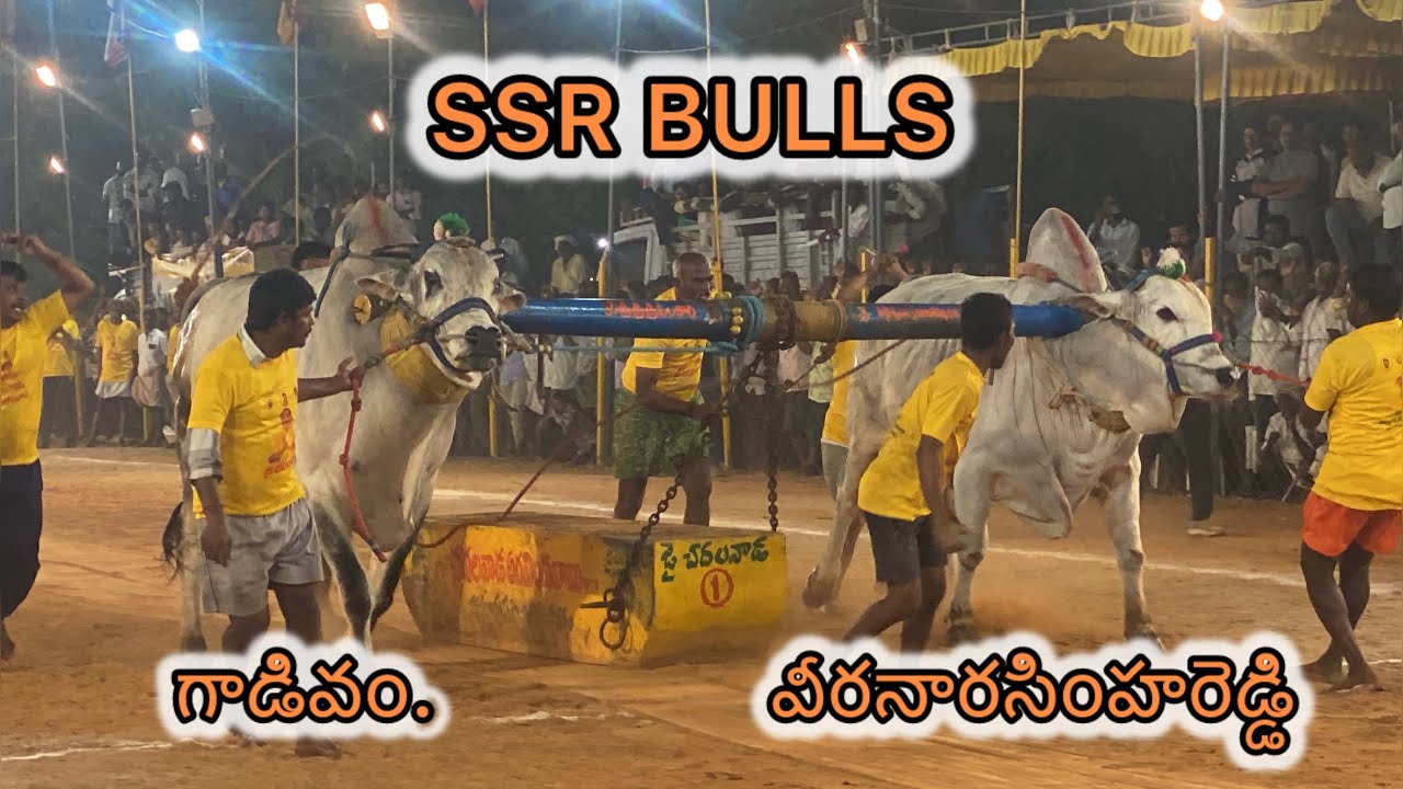 S.S.R.బుల్స్ సుంకి సురేందర్ రెడ్డి(A.S.P.) హుజుర్నుగర్(🦁జూనియర్ గాడివం&&వీరనారసింహరెడ్డి🦁)3139.07
