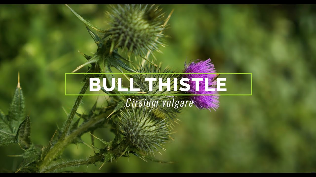 Bull thistle