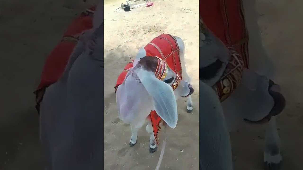 mumu ka cute video 😍🥰🥰🥰 #cow #animals #funny #vedu baby #@Ved_vyas820