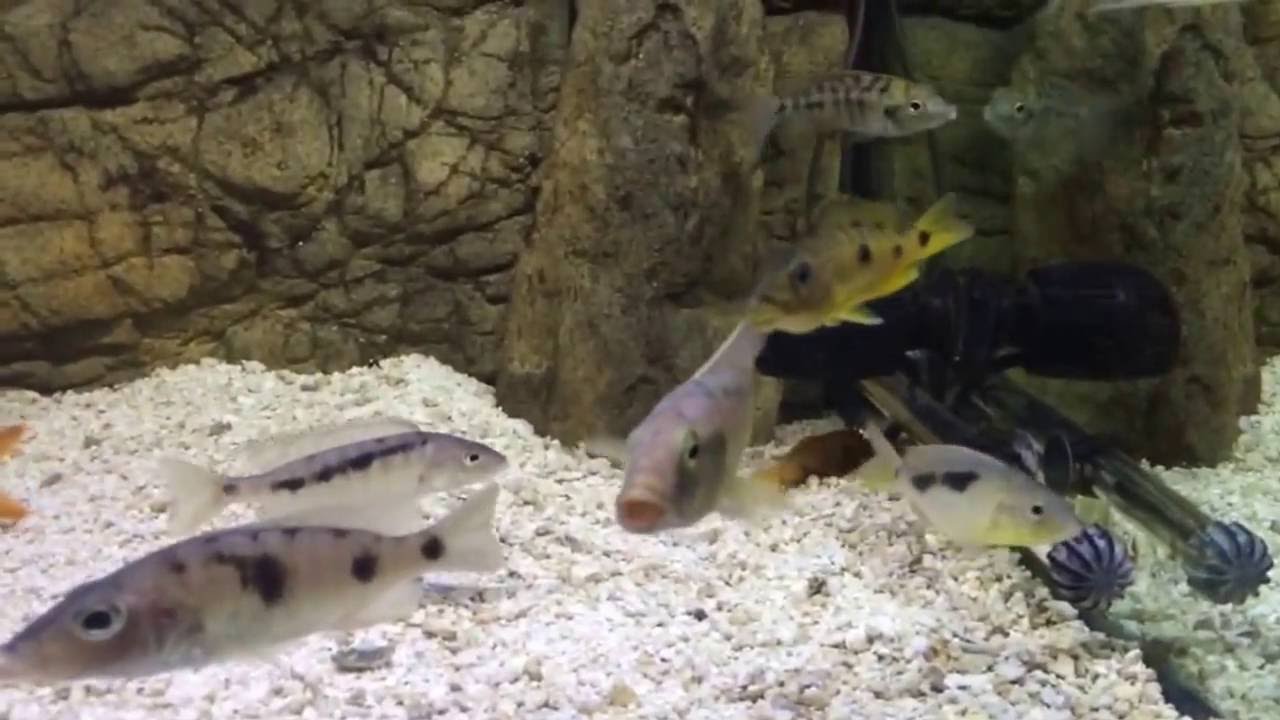 New Additions - Taeniolethrinops Furcicauda, Ctenopharnyx nitidus, Stigmatochromis woodi, Scienchro