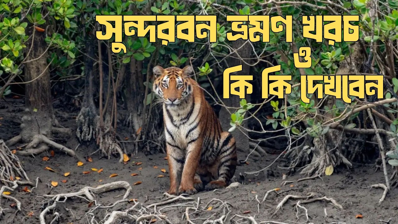 বাঘের ডেরায় ৩ দিন! সুন্দরবনের গহীনে সুন্দর অভিজ্ঞতা! | ভ্রমণ বাংলাদেশ | Ep 24 | Vromon Bangladesh