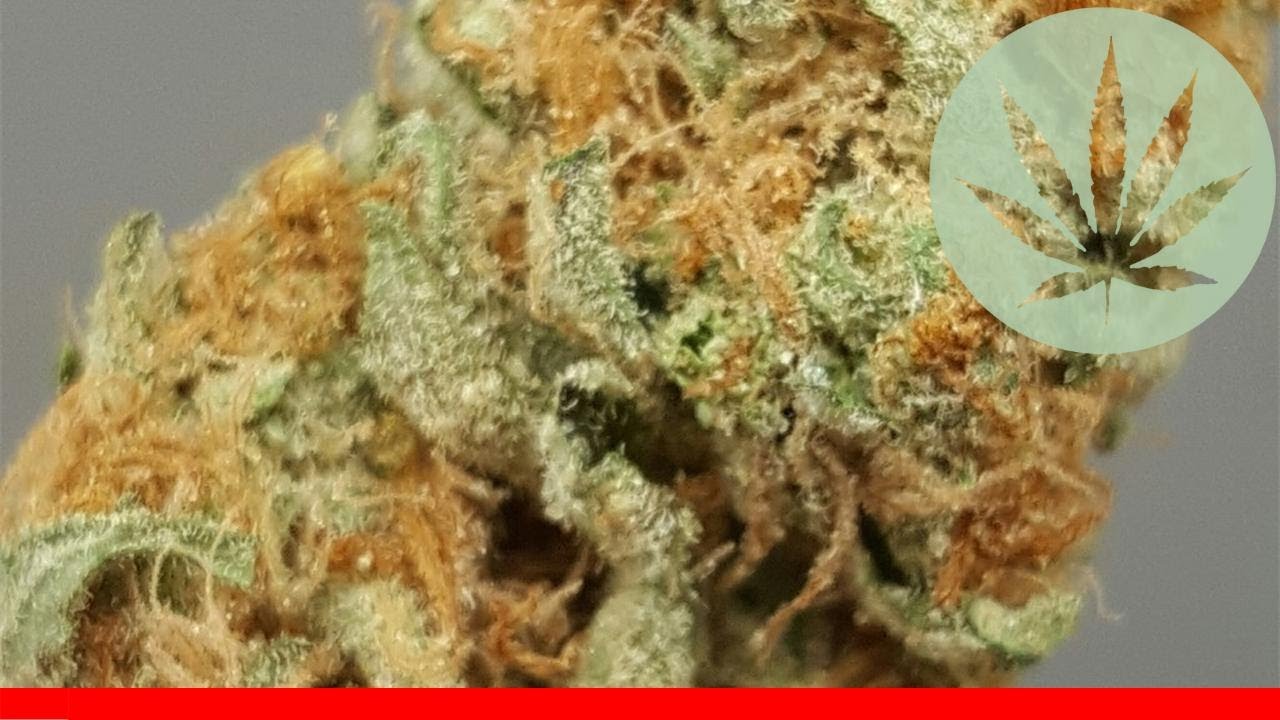 Critical Kali Mist - All About This Strain