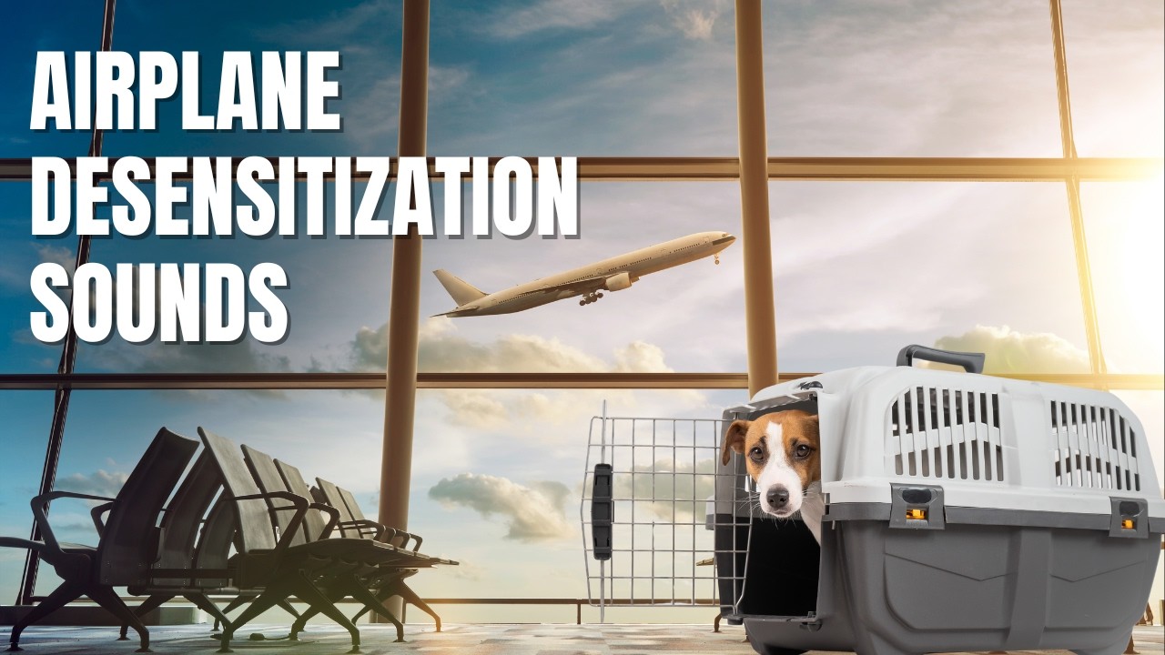 Airport Desensitization Sounds | Dog Travel | Airplanes | #2025DogTraining
