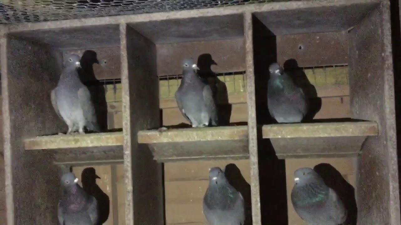 The stock birds