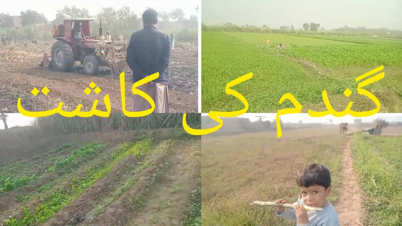Production Expenses of wheat crop 2024 | گندم کی کاشت / sabzio ke kasht