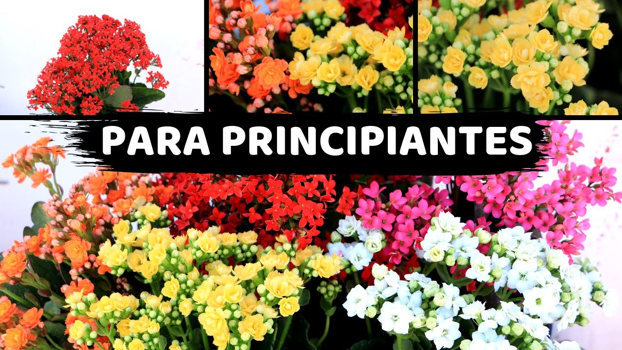 FLORES PARA COMENZAR EL JARDIN -- KALANCHOE BLOSSFELDIANA
