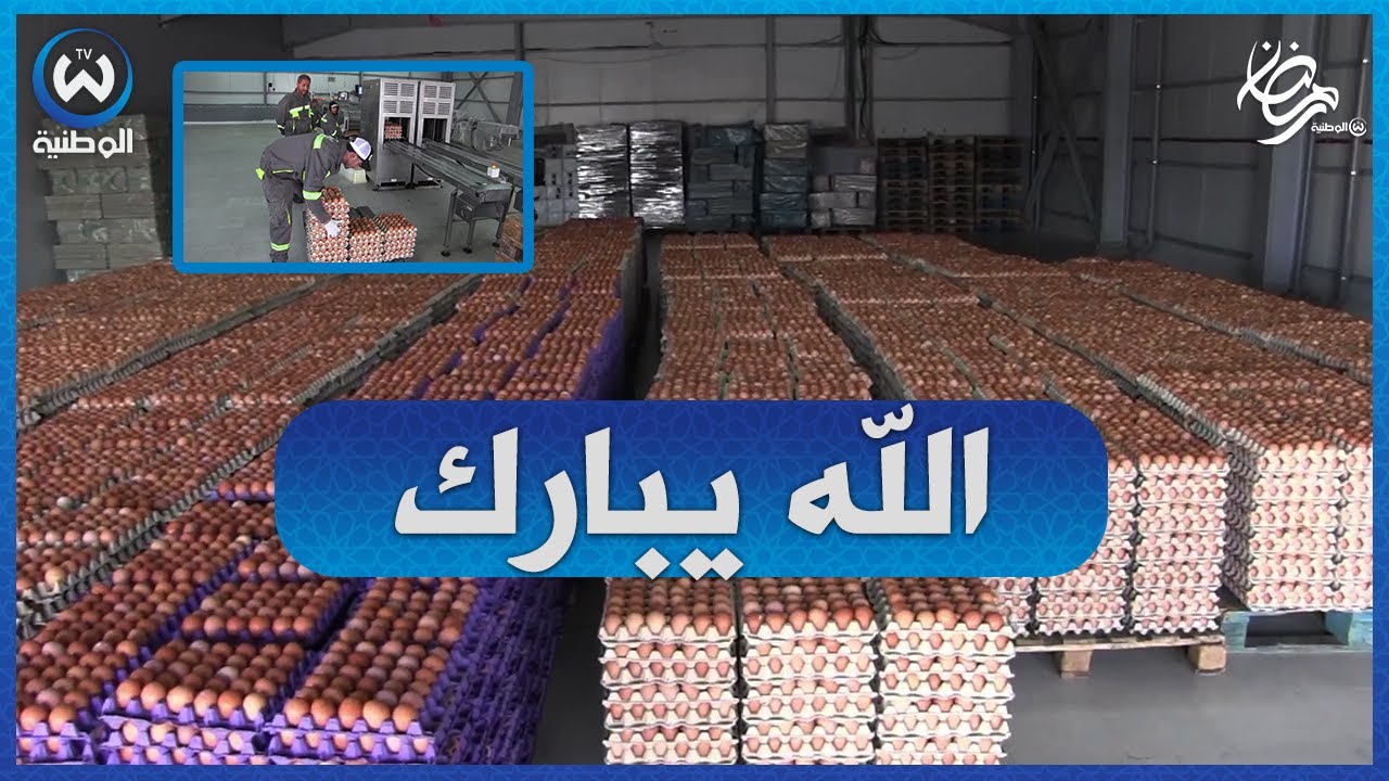 البويرة..500 ألف حبة بيض يوميا طاقة إنتاج مجمع بالي بالهاشمية