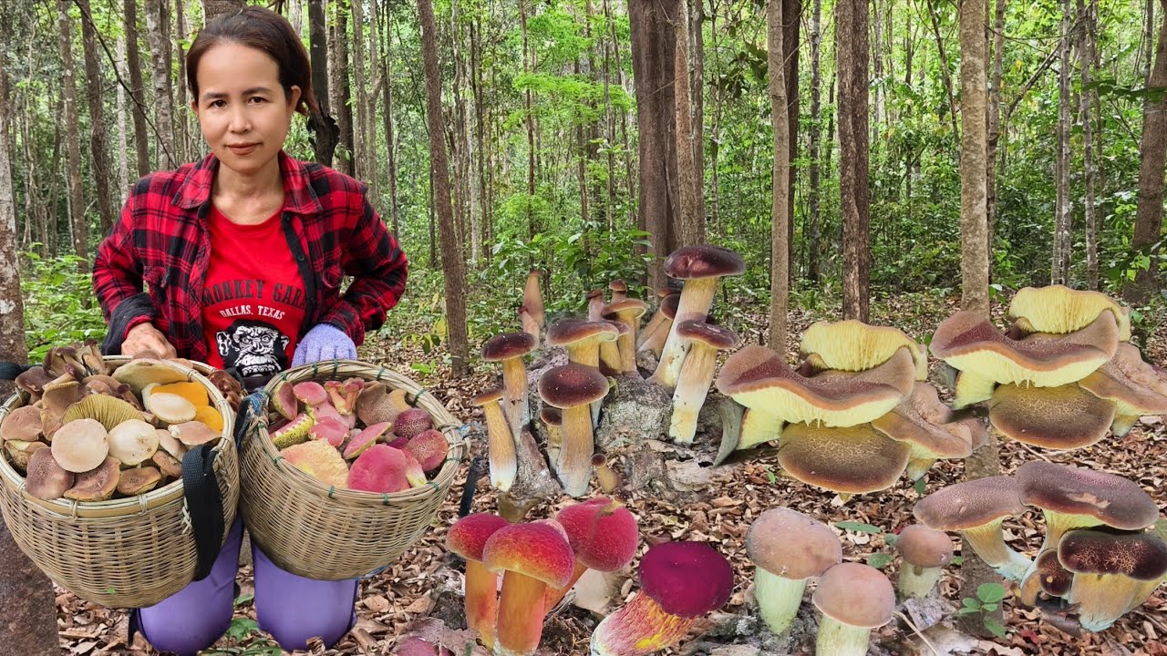 ขึ้นเขาเก็บเห็ดบดดินเห็ดผึ้งหมาน 2 ตะกร้าเต็มจ้า20 มีนาคม 69