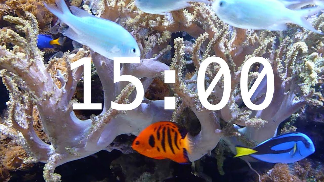 15 Minute Aquarium Countdown Timer |  Ocean Timer | Fish Timer | Relaxing Music