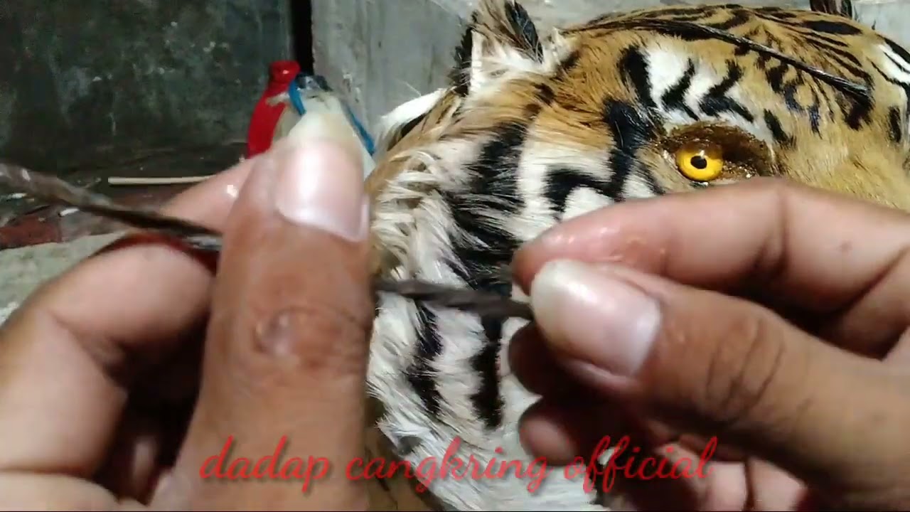TUTORIAL PEMASANGAN ALIS DAN MENENTUKAN KARAKTER BARONGAN  @Dhemit wengi @GANTHIL TV