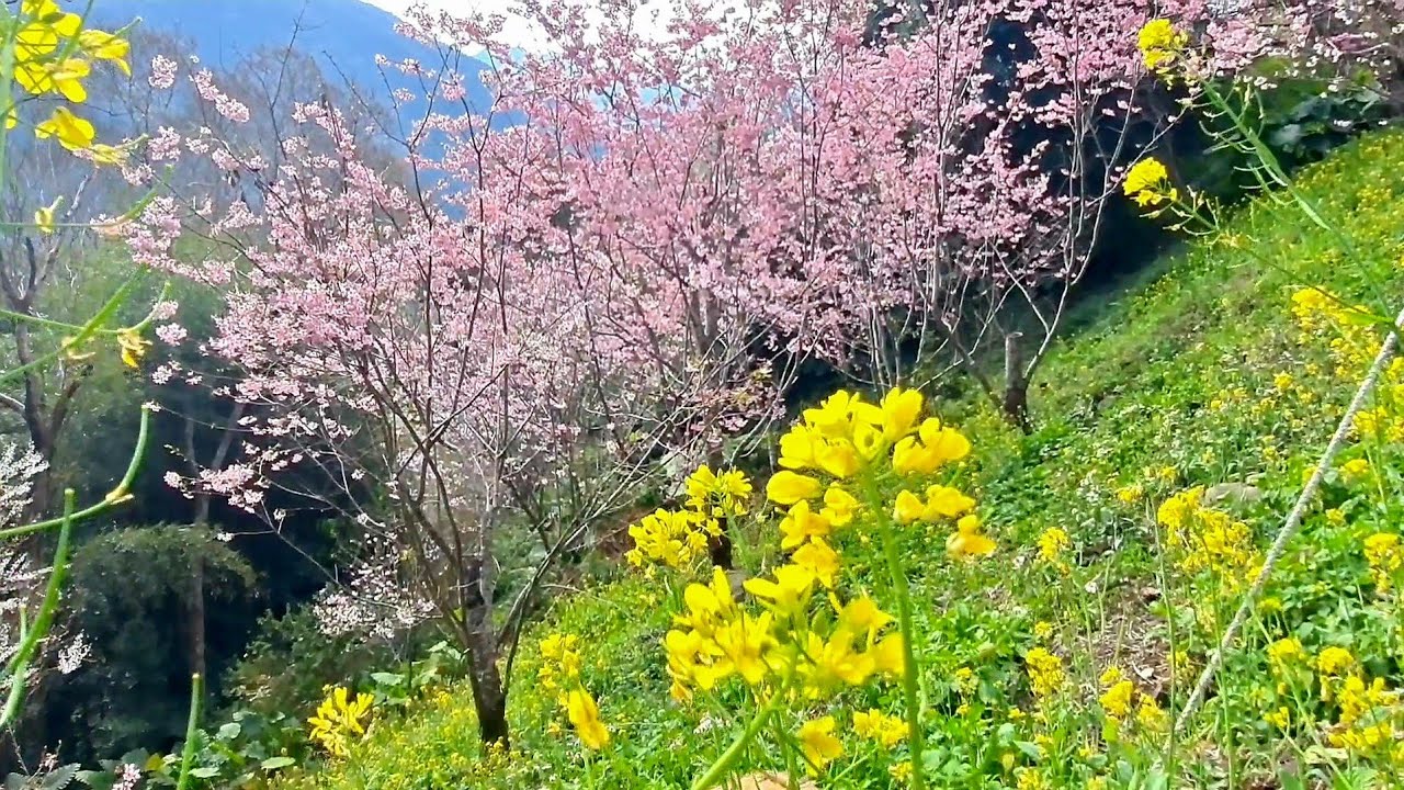 中巴陵櫻木花道20260224