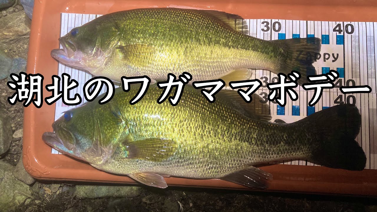 【琵琶湖バス釣り】湖北ドリーム