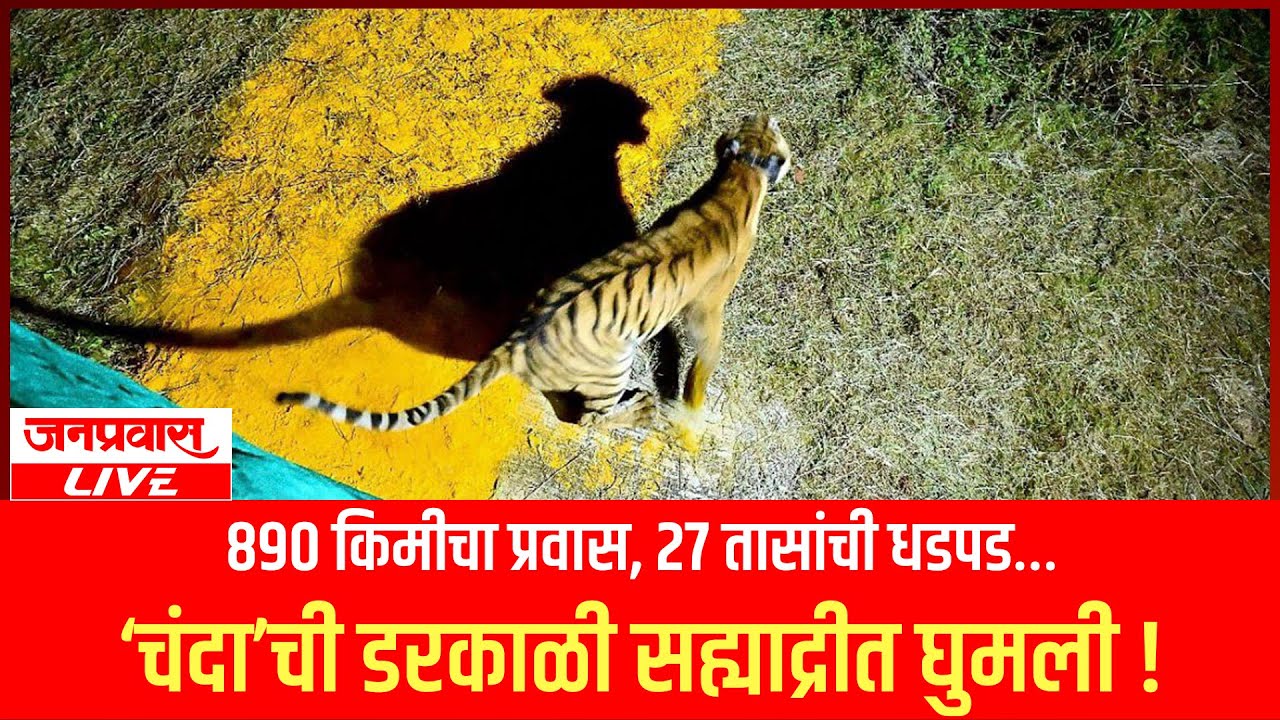 ८९० किमीचा प्रवास, २७ तासांची धडपड… ‘चंदा’ची डरकाळी सह्याद्रीत घुमली !
