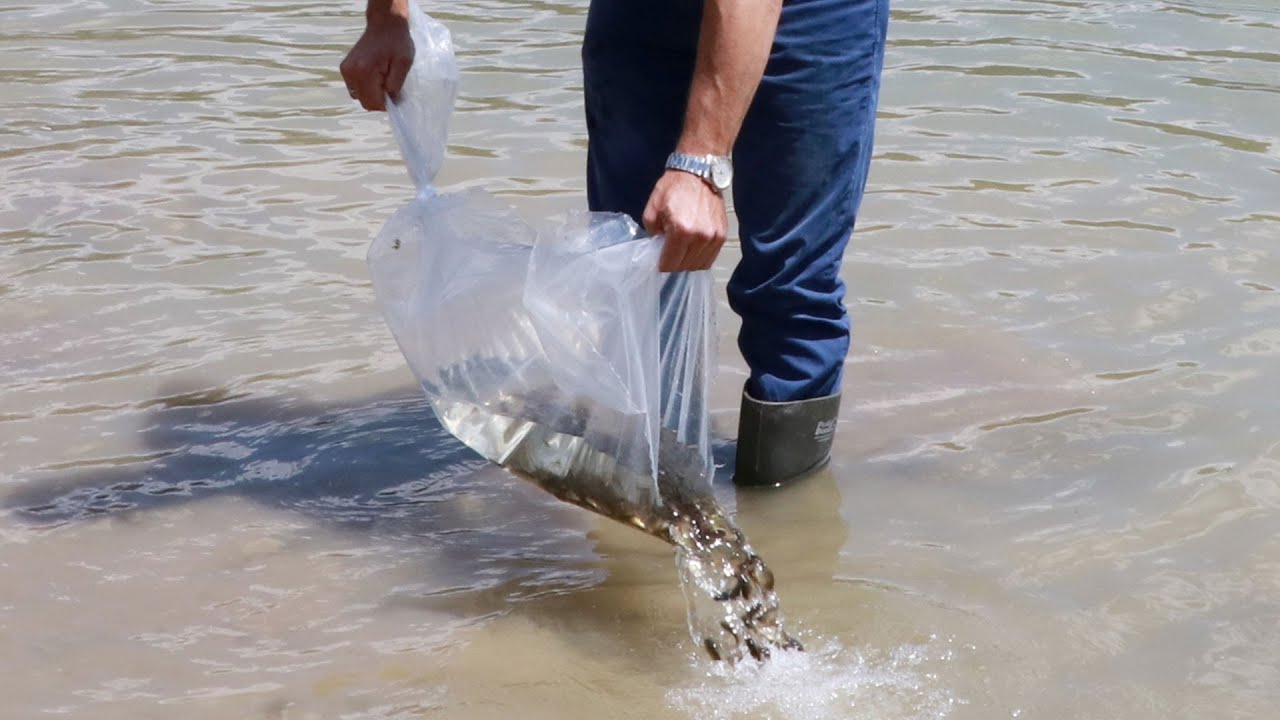 Aziziye Göleti'ne 10 bin yavru sazan bırakıldı