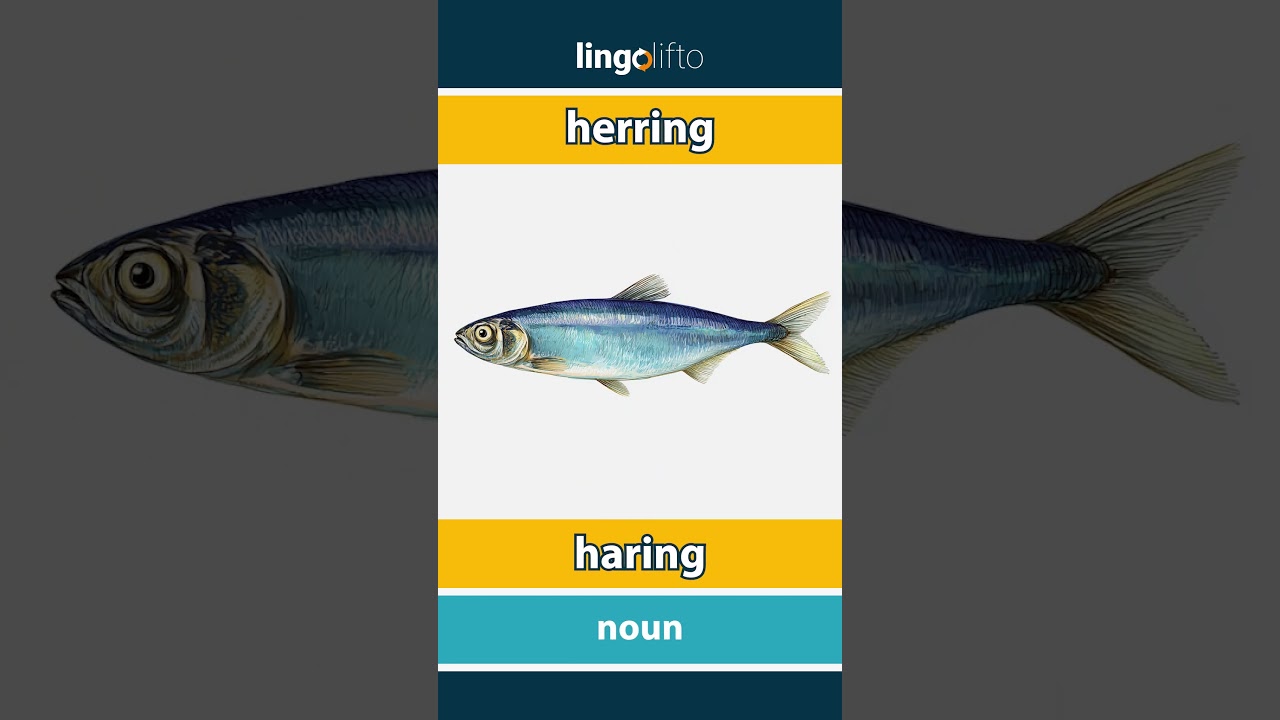 🇬🇧🇳🇱 herring - haring : learn English : laten we Engels leren : vocabulary builder
