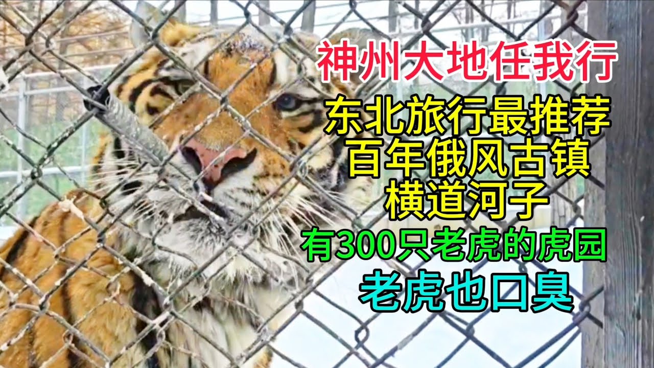 神州大地任我行，东北旅行最推荐百年俄风古镇横道河子，有300只老虎的虎园，老虎也口臭，粤语中字幕2026-2-3