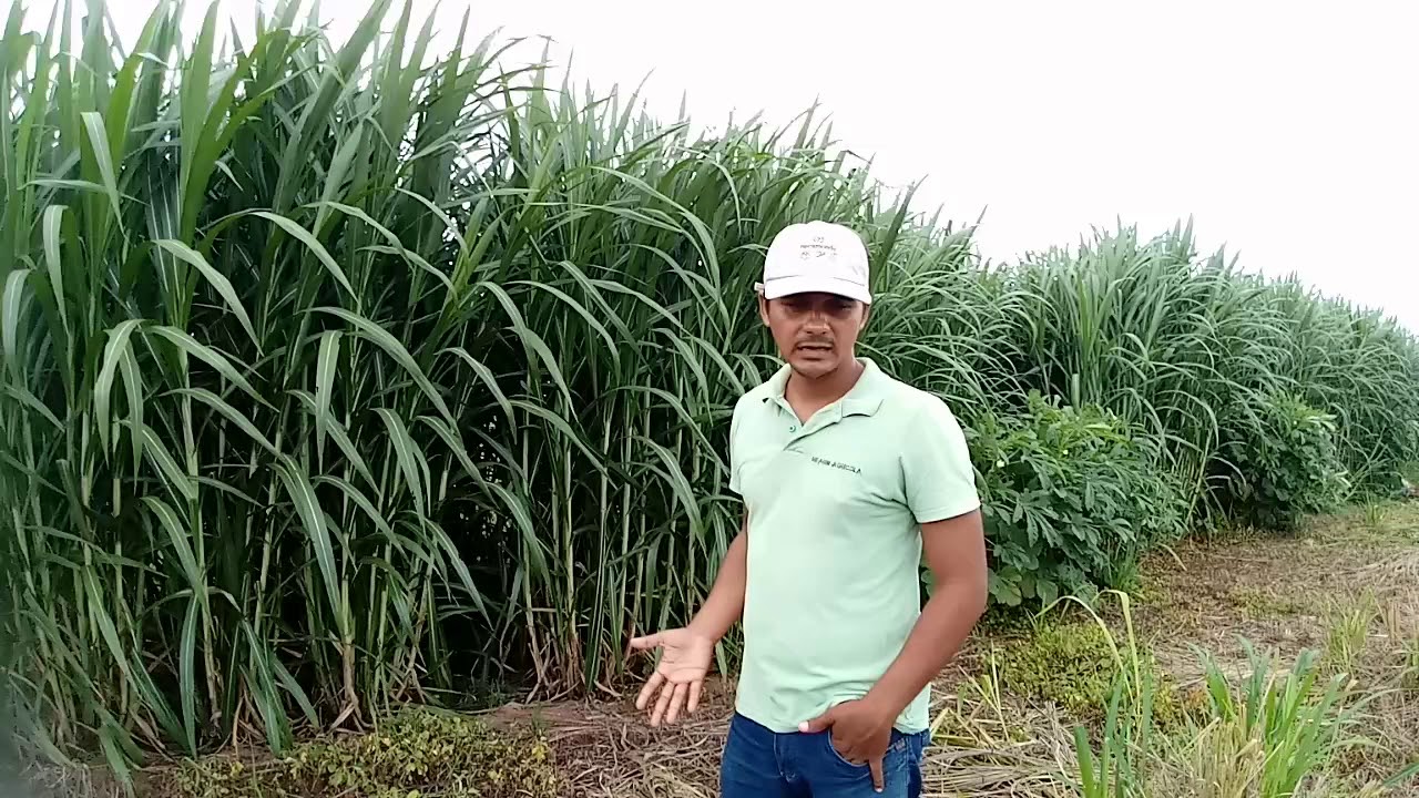 BRS CAPIAÇU com 97 dias . Venda de mudas 99 98455-9661 WhatsApp.