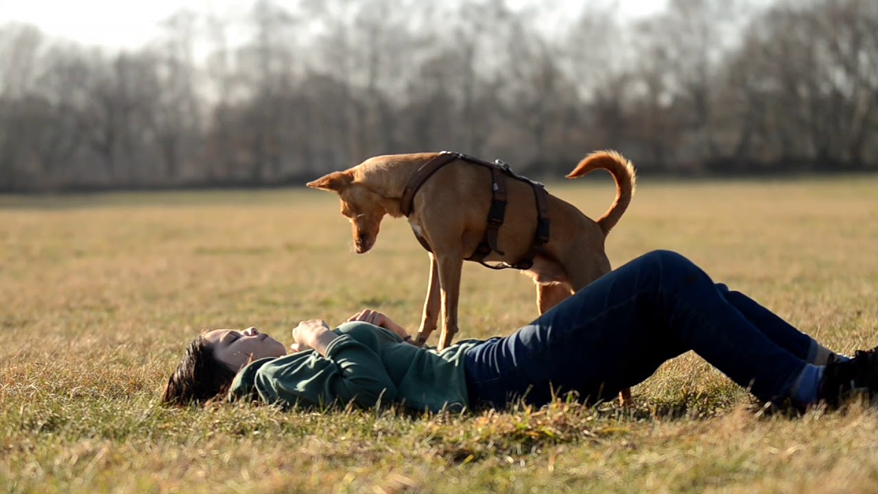 Dog Tricks by Podenco Novo