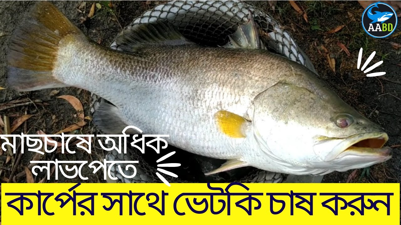 মাছচাষে অধিক লাভ পেতে কার্পের সাথে ভেটকি চাষ করুন (Profitable Vetki/Koral Culture with Carp)