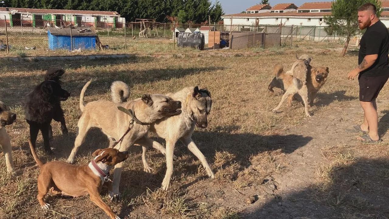 ¡Mazlum Tosun desmanteló la pandilla y estalló la guerra!