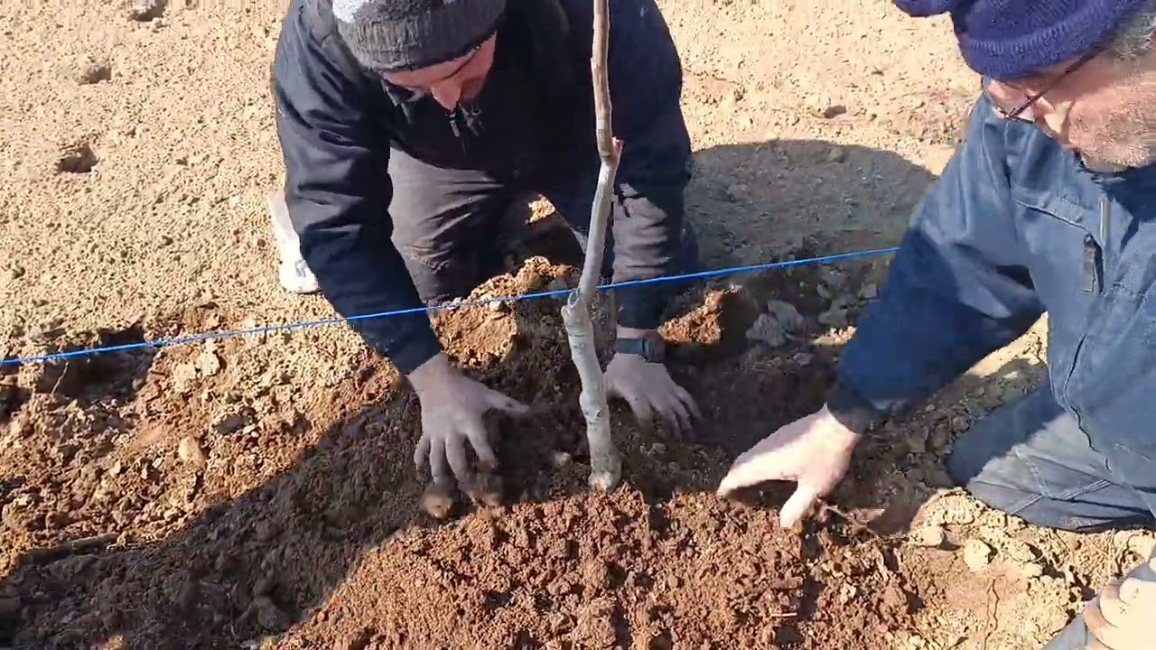 Μέρος 1.Φύτευση και θεαματική ανάπτυξη καρυδιάς σέ ένα χρόνο.