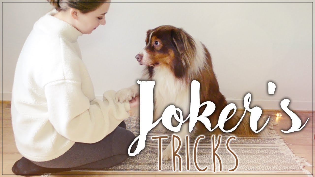 Trick Session with Joker | Australian Shepherd | Alittas Diary