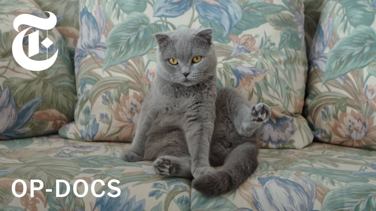 I'm Not Alone. I Have My Cats. | All Cats Are Grey in the Dark | Op-Docs