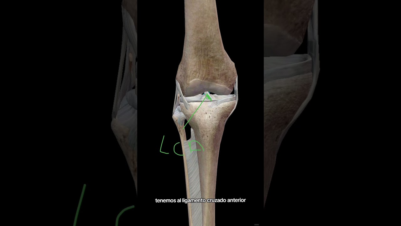 ligamentos de la rodilla #anatomy #fisioterapia