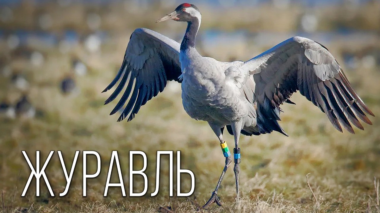 Журавль: Небесный Танцор | Интересные факты про журавлей