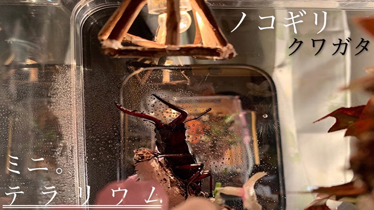 ノコギリクワガタ…ペアの小さい　テラリウム（〃クワガタ・カブトムシ〃ミニテラリウム）
