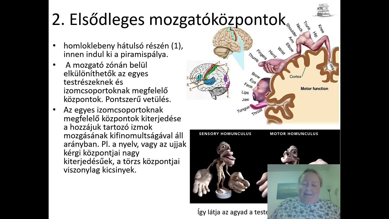 07  Agyvelő nagyagy jobb bal