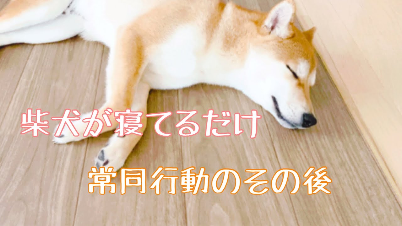 【元保護犬】常同行動、その後。柴犬が寝てるだけ