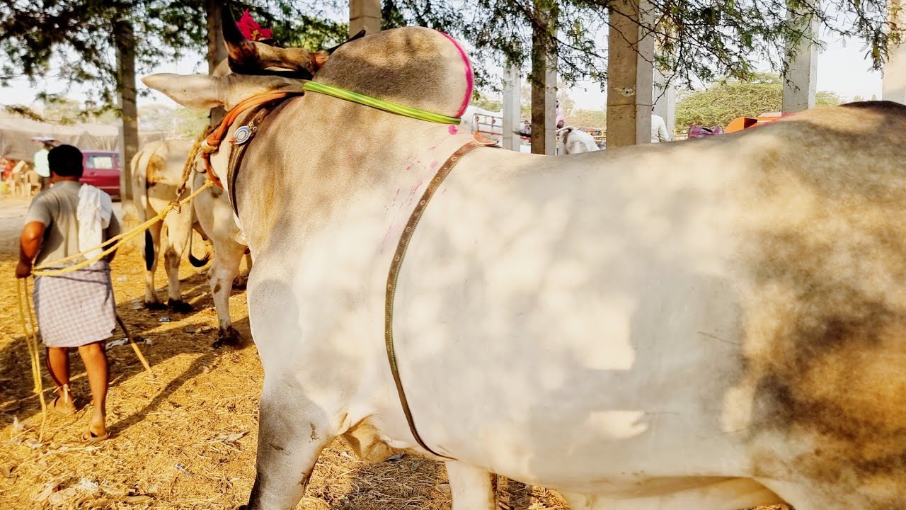 Bulls market in telangana-pebbair cattles market videos-oxen prices-pebbair santha-ox videos-oxen