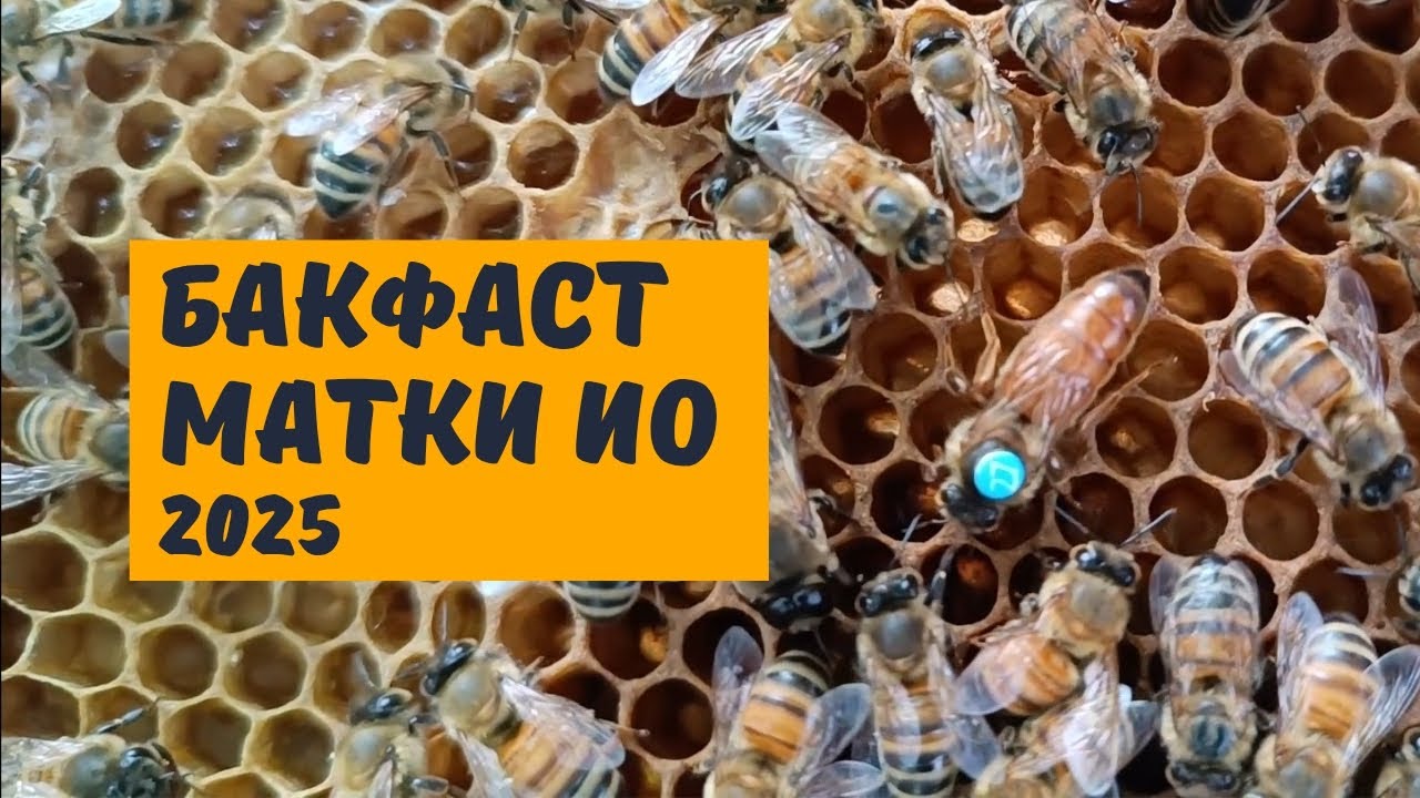 Бакфаст матки инструментального осеменения 2025