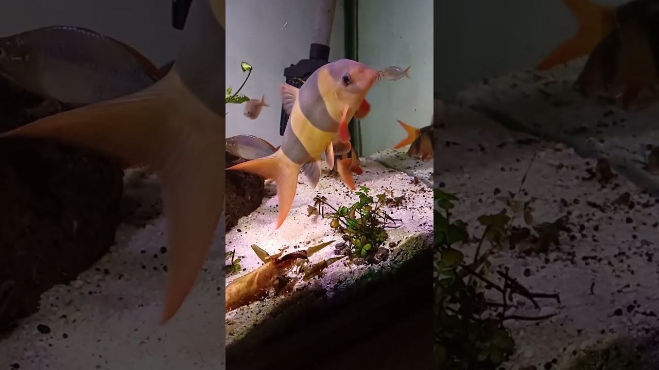 Botia macracanthus / Clown loach / Prachtschmerle enjoying snails for dessert