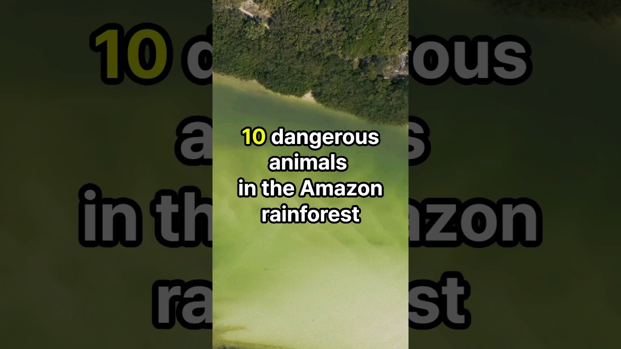 10 dangerous animals in the Amazon rainforest