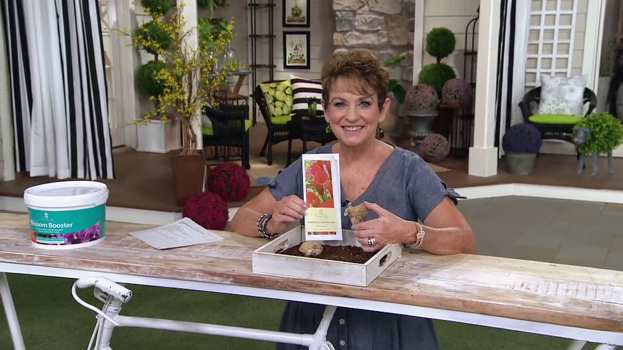 Barbara King 3-Piece Red Alert Calla Lily on QVC