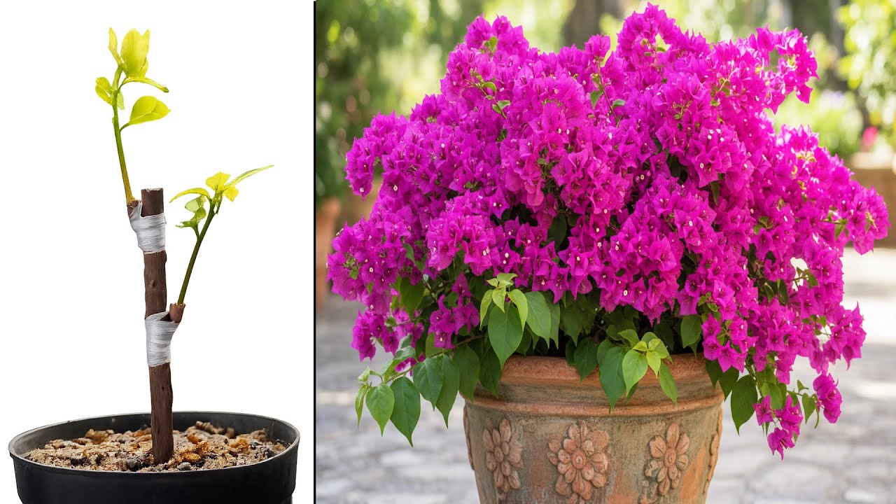 Bougainvillea Branch Joining That Boosts Flowering