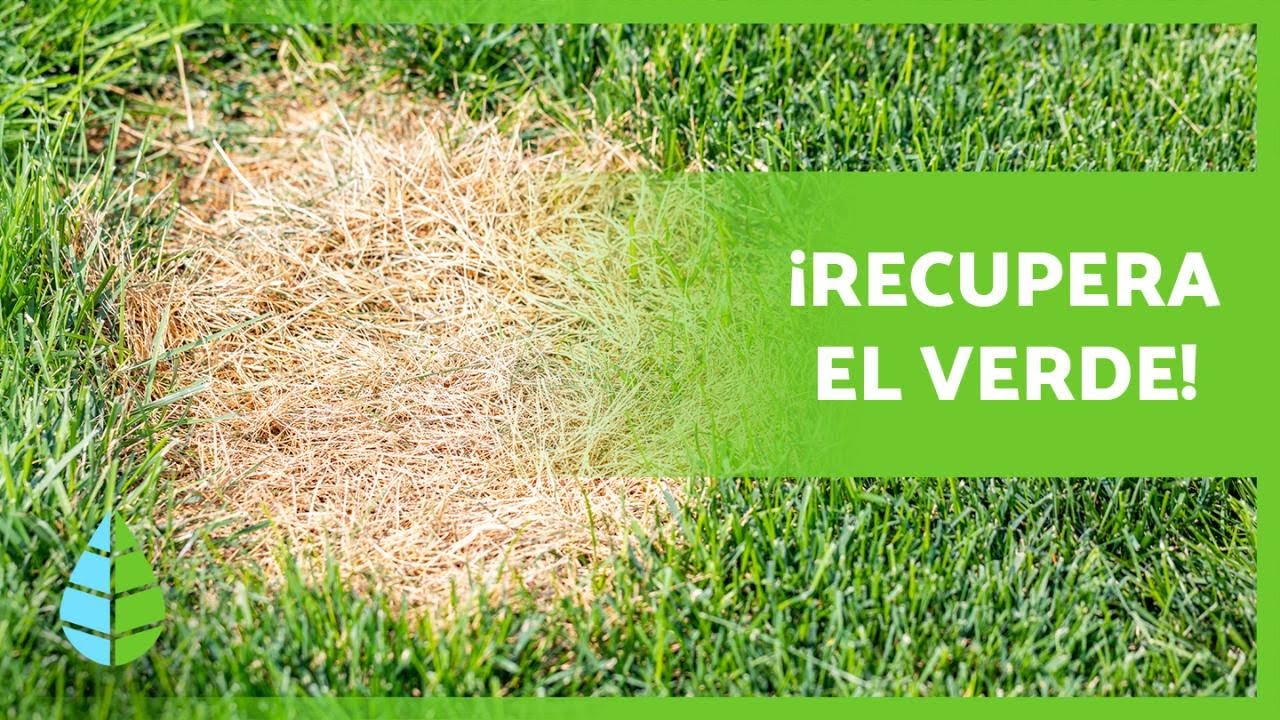 ¿Por qué mi CÉSPED se pone AMARILLO? 🌱🟡 (Causas y Soluciones)