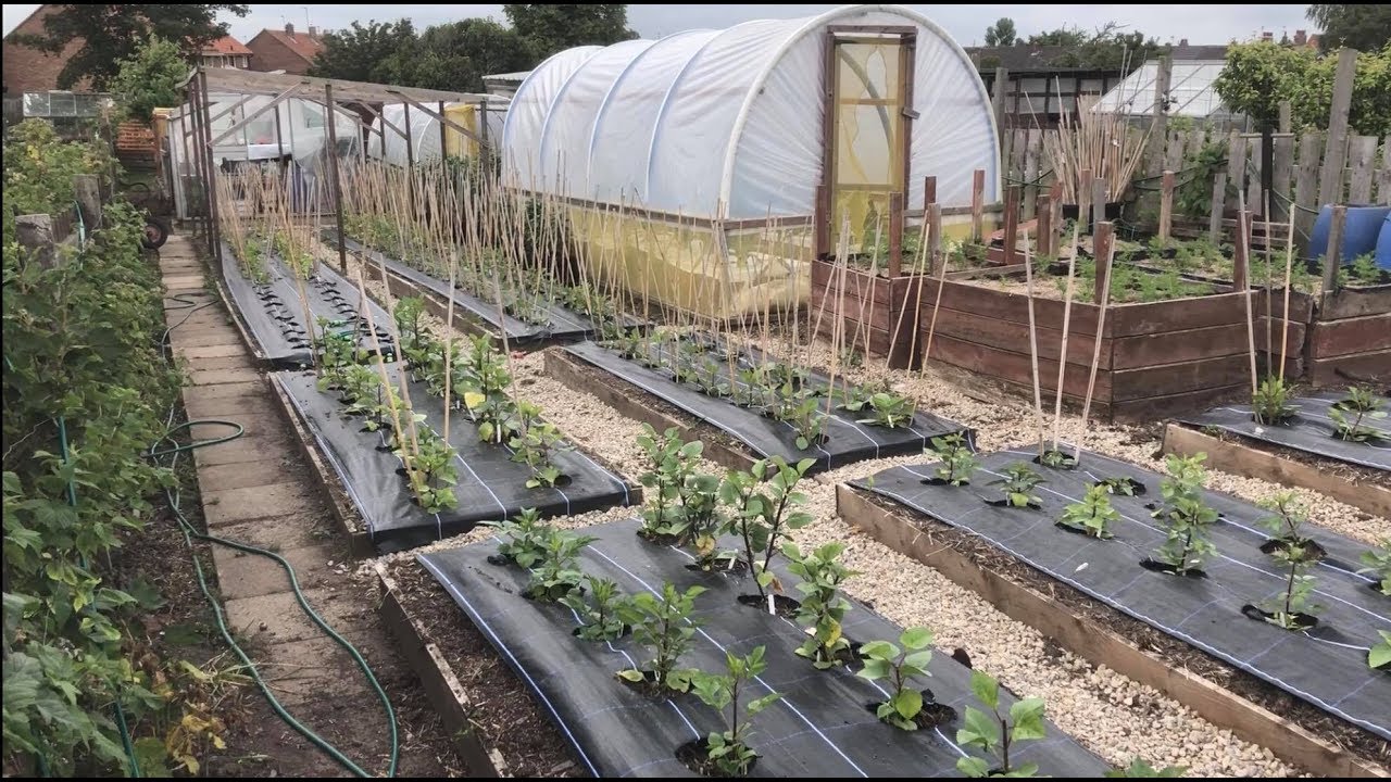 Allotment update - Dahlias planted out