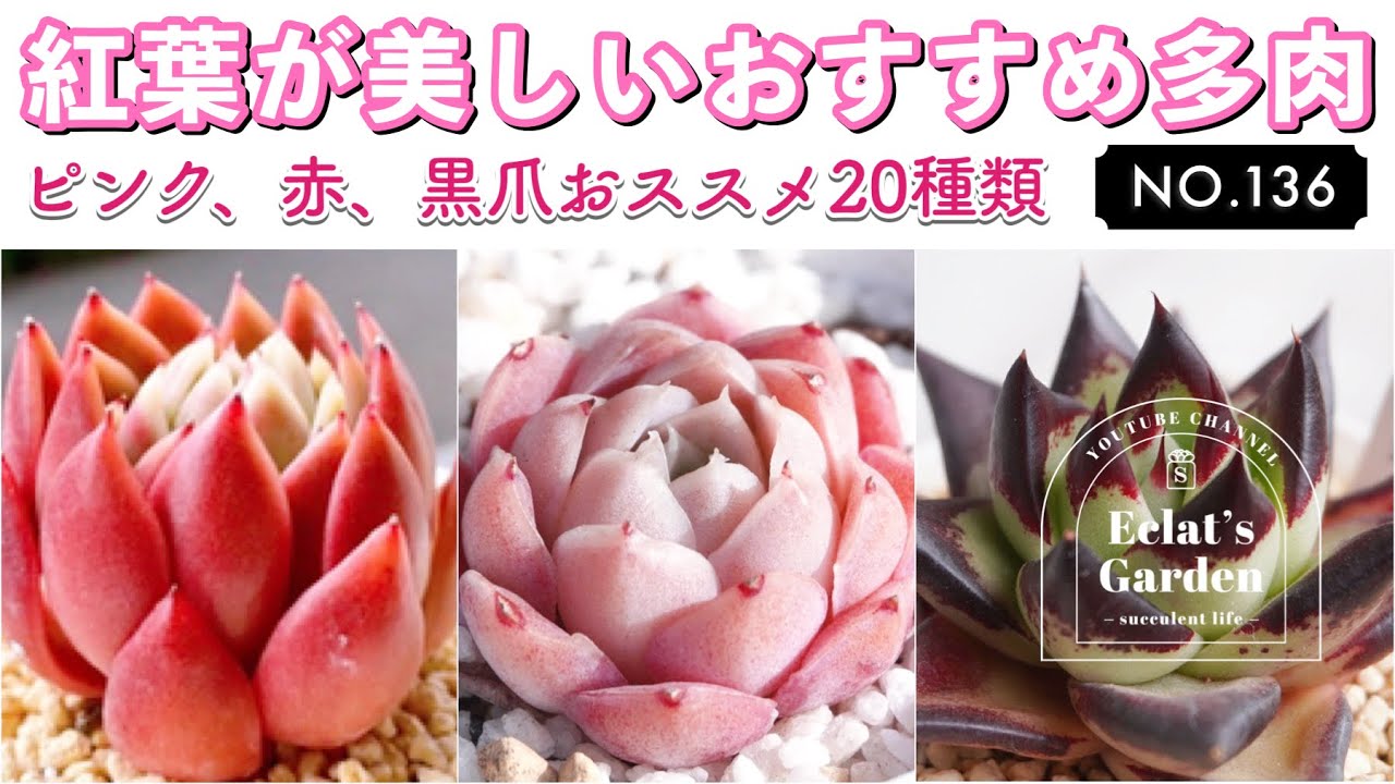 NO.136【多肉植物】紅葉おすすめ多肉紹介！多肉狩りの参考にどうぞ！🙌