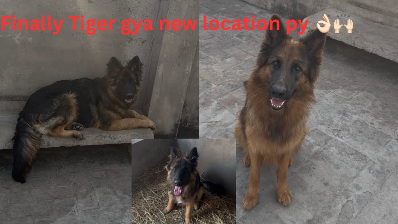 6month german shepherd puppy Finally sardi ka bandubast ho gya🥶👌🏻/German shepherd dogs loyalty 😍🥰😇