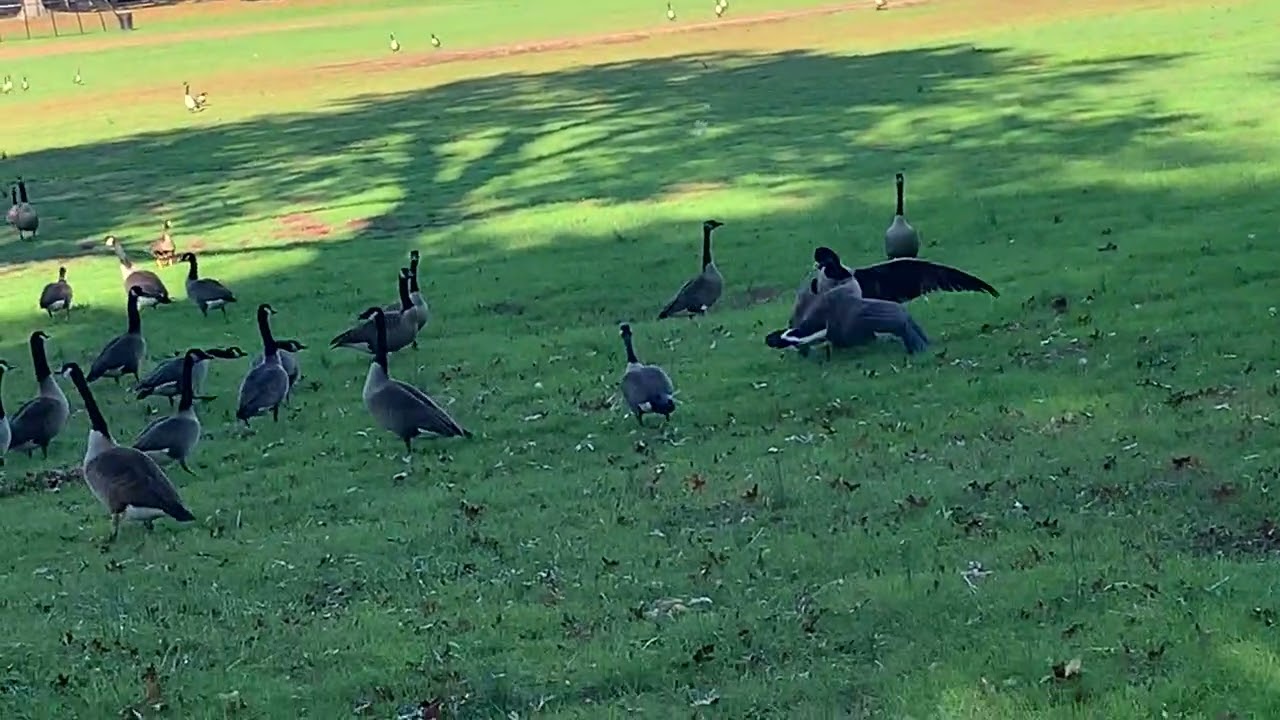 Geese  fight 😂😂 10/28/21