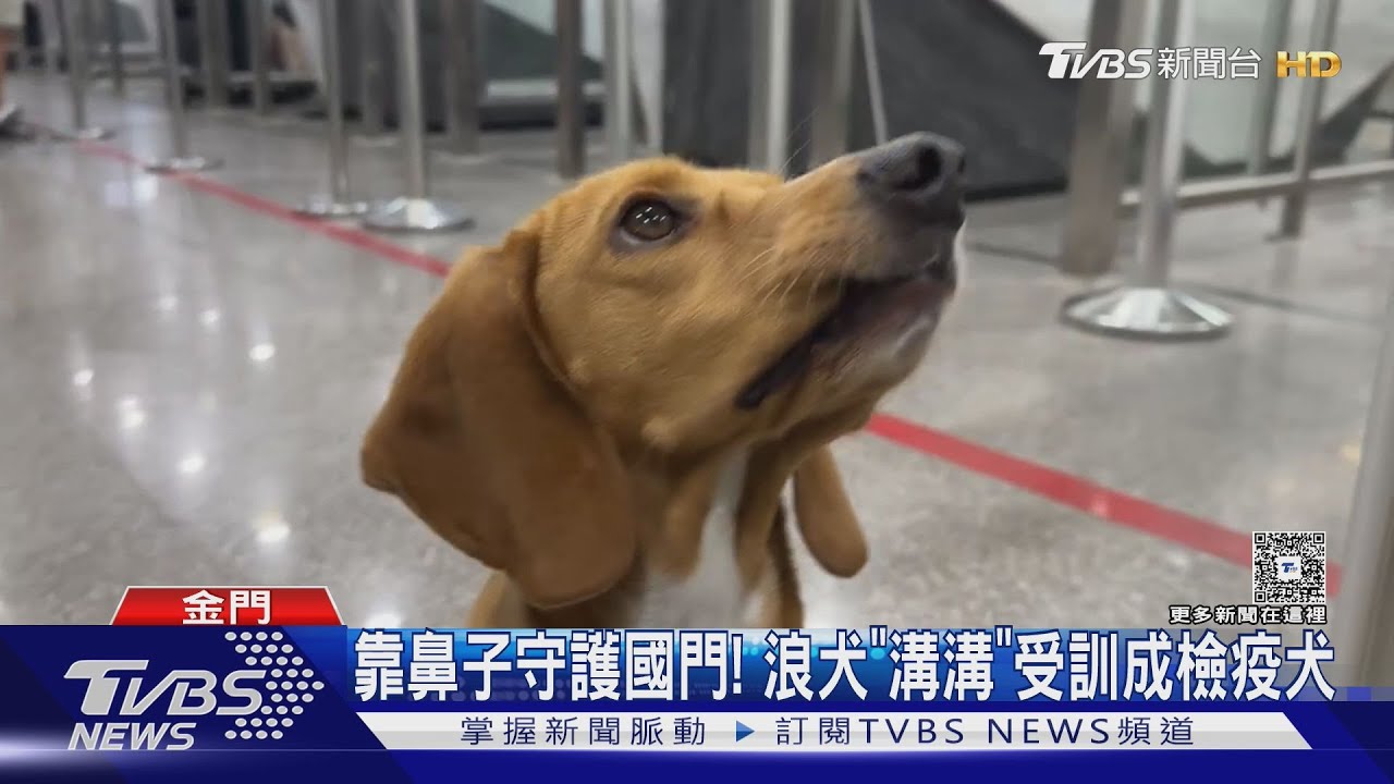 靠鼻子守護國門!浪犬「溝溝」受訓成檢疫犬｜TVBS新聞 @TVBSNEWS01