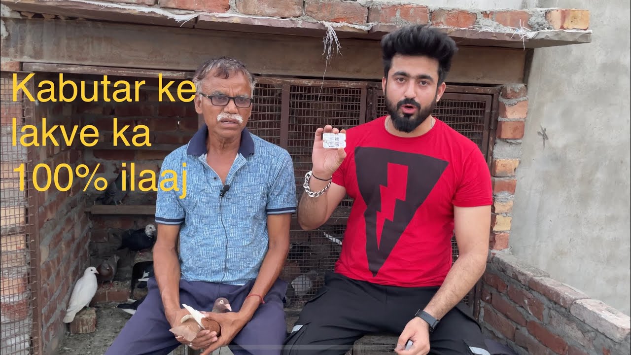 Kabutar ke lakve ki bimari ka rambaan ilaaj