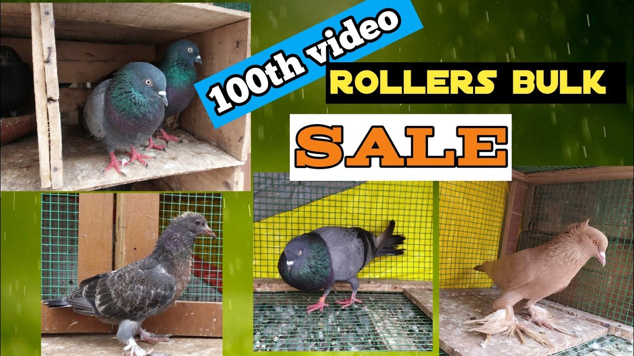 | Rollers sale for the first time from PGN Lovers ❤️🤎#100thvideo #pgnlovers #pgn|