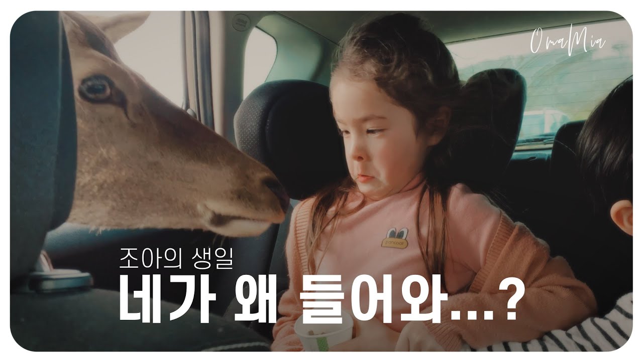 사슴이 차에 들어오더니...!| 조아의 생일 (영국 롱리트 사파리)