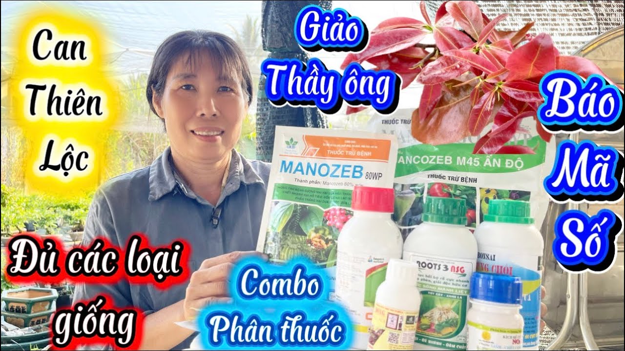 15-3-2026☎️0966.603.619 C.Nhung🌲mai vàng giá rẻ báo mã số nhiều giống cam thiên Lộc giao ông thầy 