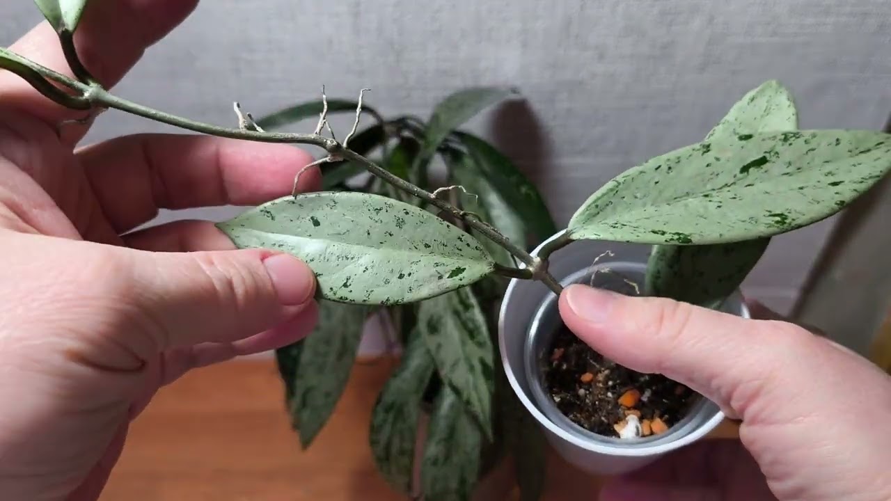 Hoya pubicalyx 'Silver Pink Ghost' и Hoya pubicalyx silver.  20 февраля 2026 г.