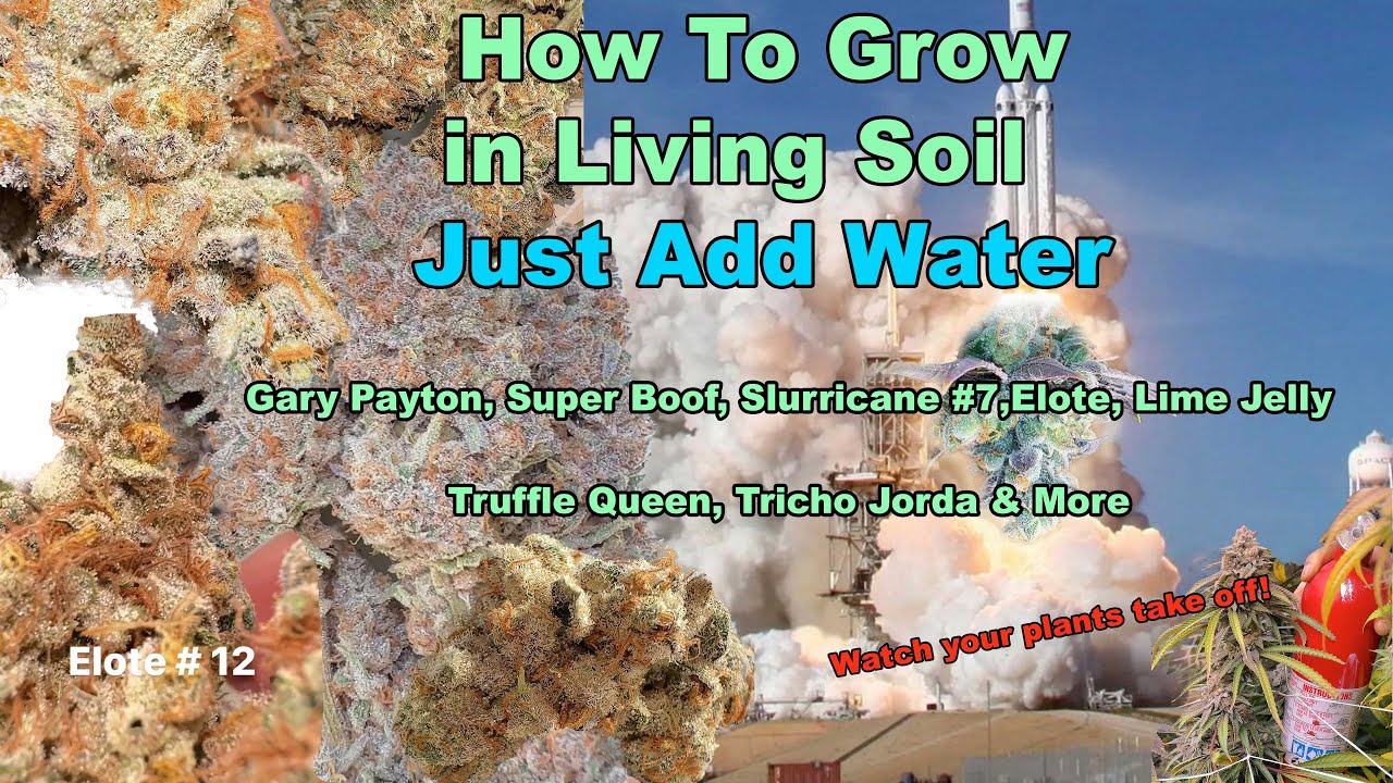 Living Soil Seed to Harvest, Gary Payton, Super Boof, Slurricane #7,Elote, Lime Jelly & More